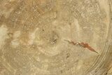 Polished Petrified Wood Round - Sweet Home, Oregon #289048-1